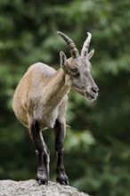 Alpine ibex (Capra ibex), female, Germany