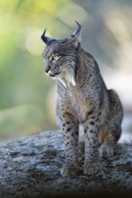 Lynx pardinus, portrait, morning light, forest, Andalusia Spain