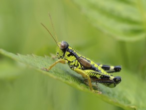 Green mountain grasshopper (Miramella alpina), Grasshopper, Green Mountain Grasshopper,