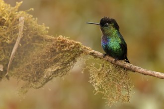 Fiery-throated Hummingbird (Panterpe insignis) perched on a branch, Costa Rica