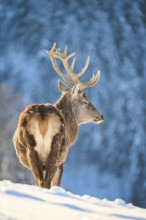 Red deer (Cervus elaphus) stag on a snowy meadow in the mountains in tirol, Kitzbühel, Wildpark