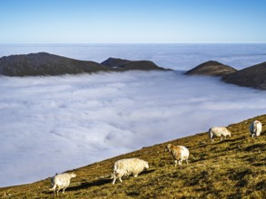 Sheeps on Snowdon Massif, Snowdon Range, Snowdonia, North Wales, UK