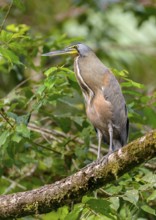 Bare-throated Tiger Heron (Tigrisoma mexicanum) - at Laguna Lagarto Lodge near Boca Tapada, Costa