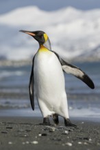 King Penguin (Aptenodytes patagonicus) perched on a rocky beach on South Georgia Island