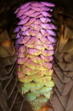 Shining Sunbeam (Aglaeactis cupripennis) perched on a branch in the Andes Mountains of Colombia