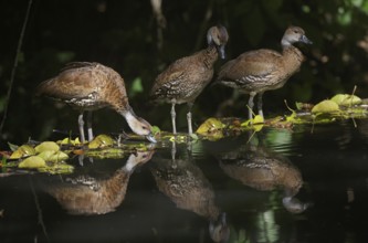 West Indian Whistling Duck (Dendrocygna arborea) group, Dominican Republic