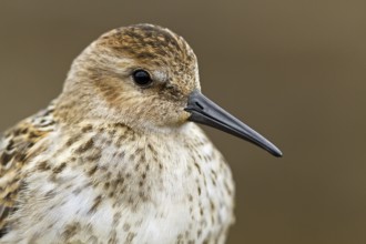 Dunlin (Calidris alpina), Asturias, Spain