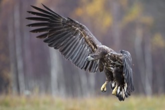 White-tailed Eagle (Haliaeetus albicilla) juvenile flying, Poland