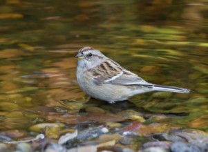 American Tree Sparrow, Spizella arborea, bathing in a backyard pond in Saskatoon, Saskatchewan,