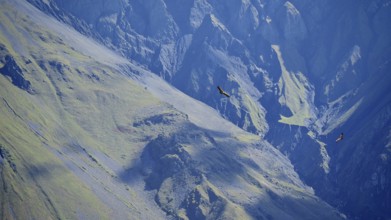 Majestic mountains with two griffon vultures (Gyps fulvus) in flight, blue and shady, Caucasus,