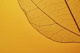 A detailed close-up of a leaf skeleton on a vibrant orange background, highlighting the intricate