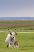 Hungarian Grey Cattle, Hungarian Grey Cattle, (Bos primigenius taurus), cow with calf, animal kids,