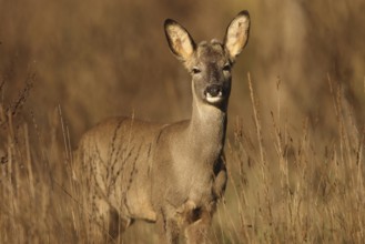 A roe deer stands alert in a sunlit field, surrounded by tall grasses. Its attentive ears and