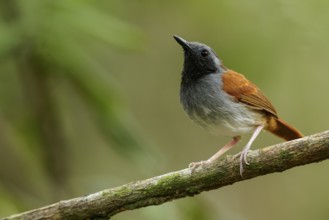 White-bellied Antbird (Myrmeciza longipes) perched on a branch in the grasslands of Guyana