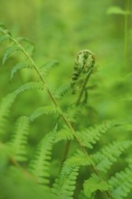 Detailed view of a green fern with a curled leaf in the foreground, forest pasture project,