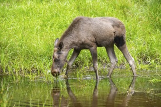 Eurasian elk (Alces alces) walking in a little swamp in early summer, Bavarian Forest, Bavaria,