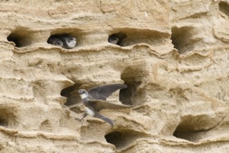 Sand martin (Riparia riparia) Young birds Chicks and feeding parents in a sand pit Sand excavation,