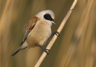 Eurasian Penduline Tit (Remiz pendulinus) male perched on a reed stalk, Lisbon, Portugal