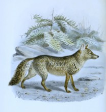 Maikong, also crab-eating fox (Cerdocyon thous), Historic, digitally restored reproduction of a