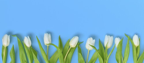 Banner with white tulip spring flowers in a row on blue background with copy space