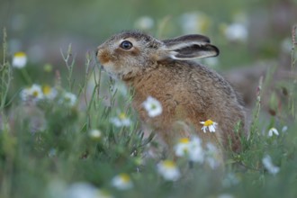 European brown hare (Lepus europaeus) juvenile baby leveret animal feeding amongst wildflowers in
