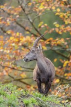 A female ibex (Capra ibex) standing on a cloudy day on a green meadow on top of a hill. A forest in