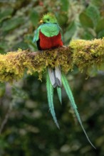 Male Resplendent quetzal (Pharomachrus mocinno) on branch, Costa Rica