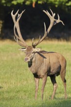 Red deer (Cervus elaphus) in rutting season, capital stag running across a forest clearing,