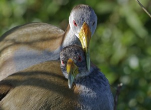 Giant Wood Rail (Aramides ypecaha) pair displaying, Corrientes, Argentina