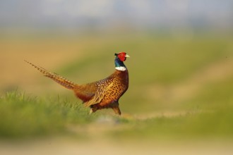 Pheasant (Phasianus colchicus), Faisan de Colchide, Faisan de chasse, Faisán Vulgar, Tiszaalpár,