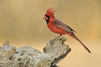 Northern Cardinal (Cardinalis cardinalis), Texas, USA