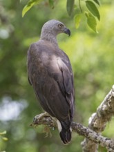 Grey-headed Fish Eagle (Haliaeetus ichthyaetus), Sri Lanka