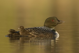 Great Northern Loon (Gavia immer) with chick, British Columbia, Canada