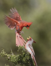 Northern Cardinal & Pyrrhuloxia (Cardinalis cardinalis & Cardinalis sinuatus) wrangling male,
