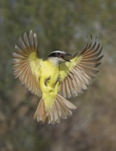 Great Kiskadee (Pitangus sulphuratus) flying, Texas, USA