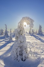 Tykky forest, snow covered spruce trees on the taiga in winter, Riisitunturi National Park in