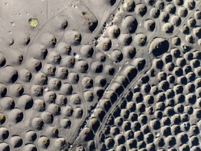 View from above of vines, typical drywall viticulture in volcanic landscape, volcanic ash, lapilli,