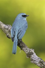 Verditer Flycatcher (Eumyias thalassinus) male, Malaysia