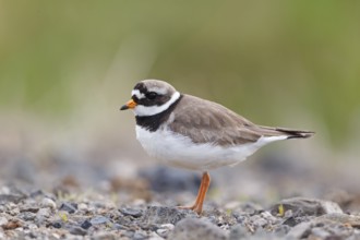 Common Ringed Plover (Charadrius hiaticula), Iceland