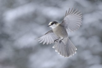 Grey Jay (Perisoreus canadensis) flying, Alaska, USA