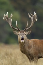 Red deer (Cervus elaphus) adult male stag roaring during the rutting season in autumn, England,