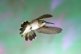 Black-chinned Hummingbird Archilochus alexandri Amado, Santa Cruz County, ARIZONA, United States 22