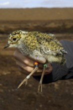 European Golden Plover (Pluvialis apricaria) juvenile, Lower Saxony, Germany