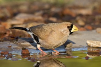 Masked Finch (Poephila personata), Western Australia, Australia