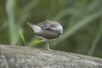 Common Sandpiper (Actitis hypoleucos), Saxony, Germany