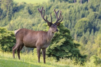 A red deer stag (Cervus elaphus) with its velvet antlers stands in a green meadow in hilly terrain.