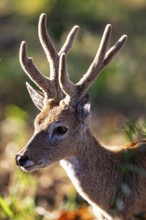 Pampas deer (Ozotoceros bezoarticus) Pantanal Brazil