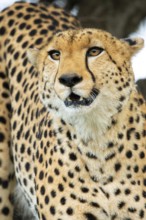 A vivid close-up of a cheetah's head, highlighting its intense gaze and dotted fur, set against a