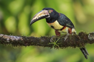 Collared Aracari (Pteroglossus torquatus) perched on a branch in Costa Rica