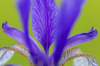 Siberian iris (Iris sibirica), Iris family (Iridaceae), Eriskircher Ried, Baden-Württemberg,